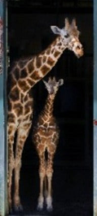 iStickUp Giraffe Mom & Baby Removable Fabric Poster