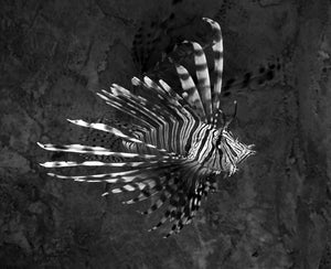 istickup™ Lion Fish Removable Fabric Poster